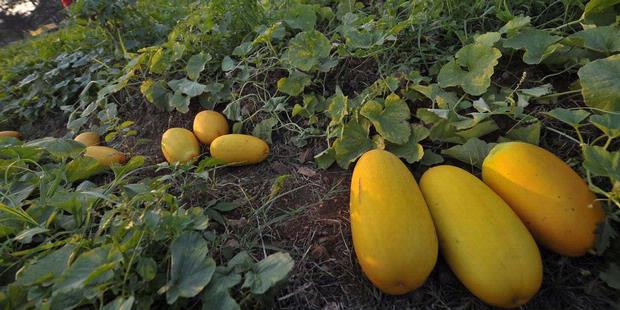 Petani Jiput Panen Timun Suri