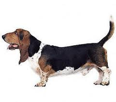 basset