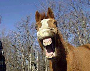 Funny horse |Funny Animal