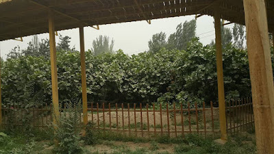 The Fig King Tree Anjur Xinjiang