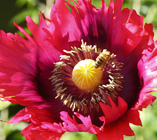 Honeybee on Serrated Red Poppy