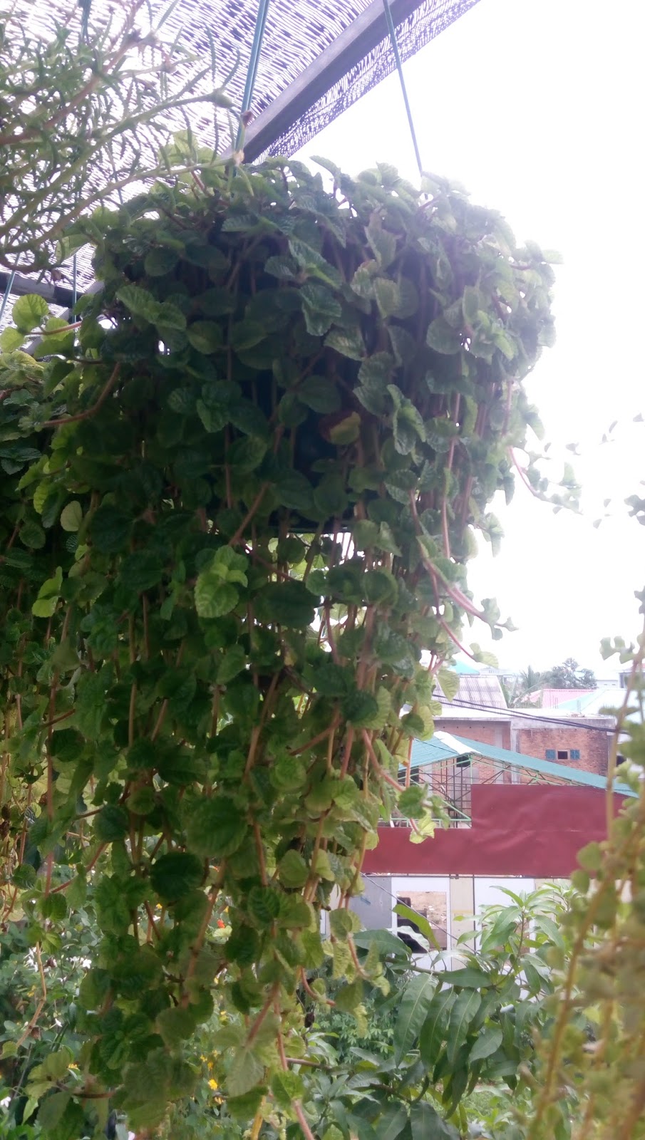 Rumah Bunga  Neisha Sedang Mencari Ide Tanaman Gantung  