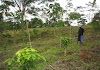 ¡Extorsionadores! Grupo dice trabaja para primera dama  Raquel Arbaje trata desalojar agricultores Cumayasa, SPM