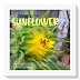 Sunflower "Black Oil" Blooming ft. kelulut | Time lapse photo