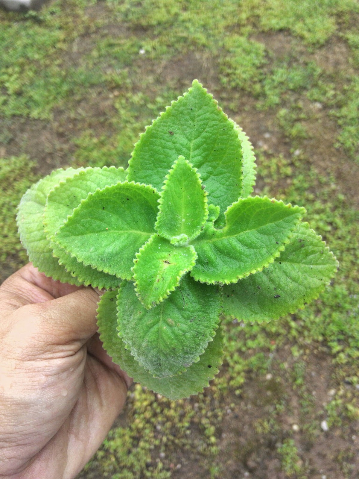 PENAWAR BARAH /KANSER  ilmu pertanian