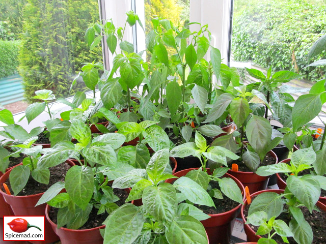 Chilli Plants in the Porch - 1st May 2020
