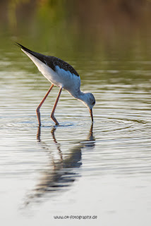 Wildlifefotografie Neretva Delta Stelzenläufer Olaf Kerber