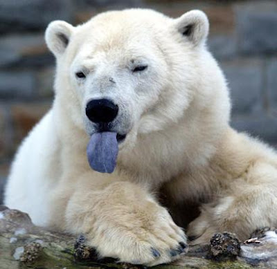 White cute Polar Bear tongue free video clip