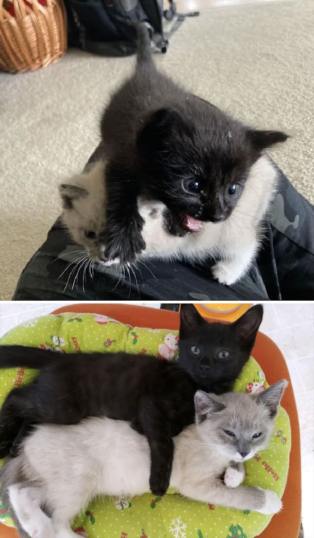 20 Heartwarming Transformations: Rescued Cats Find Their Forever Homes