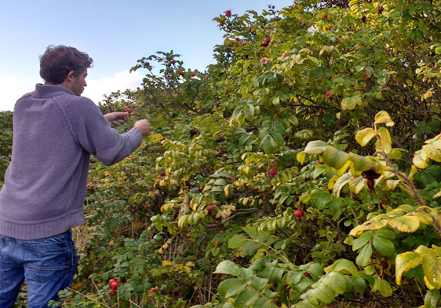 gathering rosehips and making rosehip syrup recipe