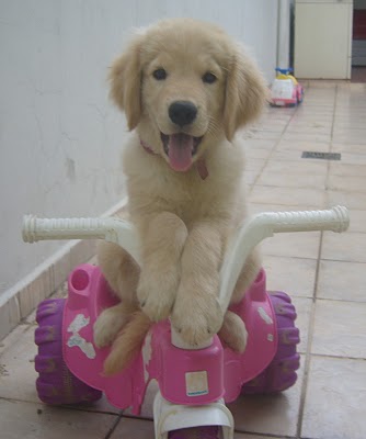 Canil Ávila Dog,criação de golden retriever,shith zu,maltês e mais raças.