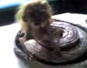 jenglot video circulating form of human headed snake on