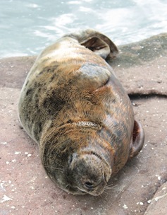 sunbathingseal