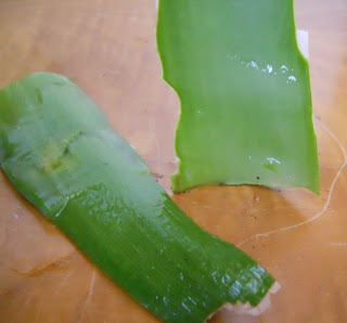 planta de aloe vera