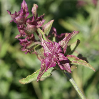 Sauge des Canaries - Salvia canariensis