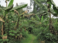 kakum national park ghana