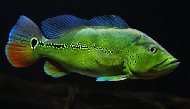 ikan pbass xingu