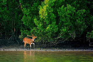 Sundarban houseboat renting