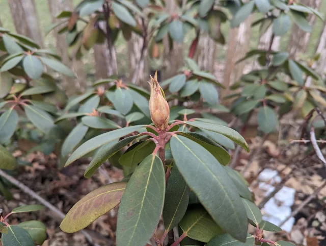 Rhododendron Flower Bud In Late Winter - Zone 6A