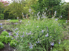 salvia celeste