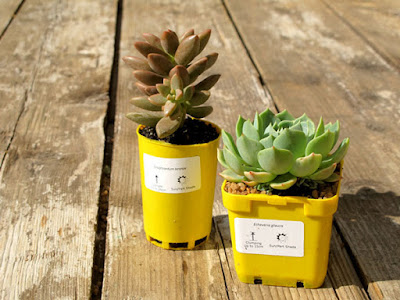 Succulent wedding favours in our yellow pots. Dress these up with hessian or lace for a budget friendly gift. 