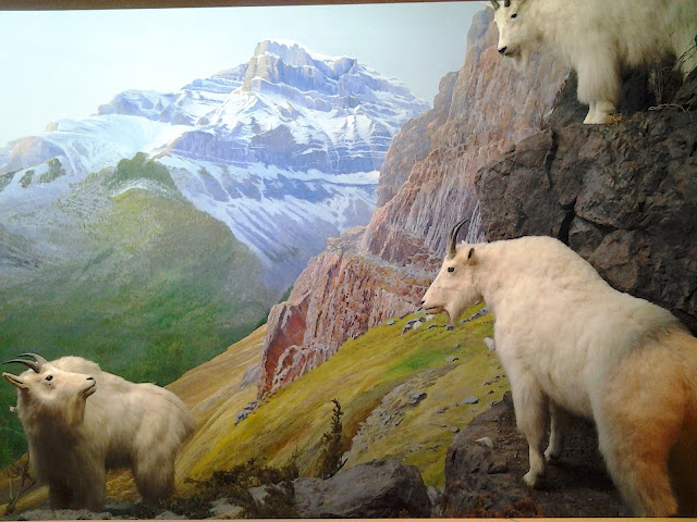 royal alberta museum goats