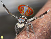 http://sciencythoughts.blogspot.co.uk/2015/04/maratus-elephans-new-species-of-peacock.html