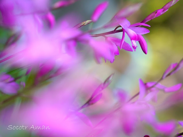 Bletilla striata