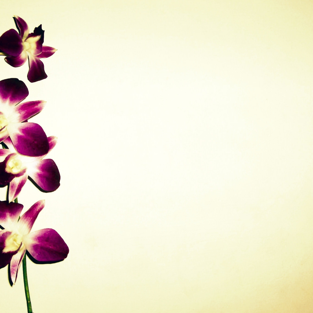 Orchid Wallpaper