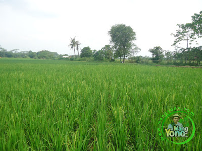 FOTO 3 : Padi TRISAKTI admin di sawah Tegalsungsang sudah bunting besar, keluar malai dan berbunga