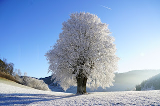 Im Kokon der Einsamkeit, winter, natur, sehnsucht nach frühling, lange winterabende, alleinsein, alltag, lyrik, foto, gedanken,