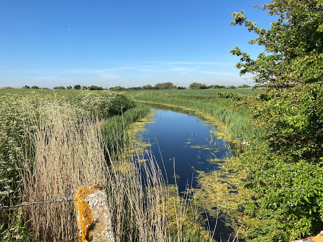 across the marsh