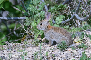 conejo-comun-oryctolagus-cuniculus-juvenil-sentado-