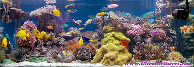 Aquarium Maintenance - Reef