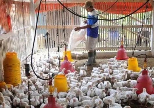 Jaga Harga dan Produksi, Kementan Ambil Langkah Strategis Lindungi Peternak Ayam Broiler