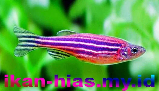 Ikan Danio Zebra