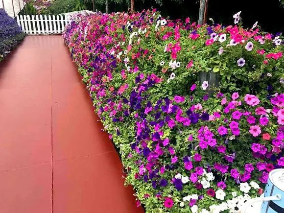 Gambar menarik di Lavender Garden bunga ungu