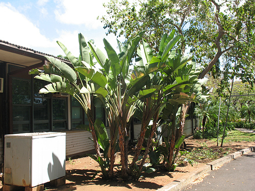 White Bird Of Paradise Tree