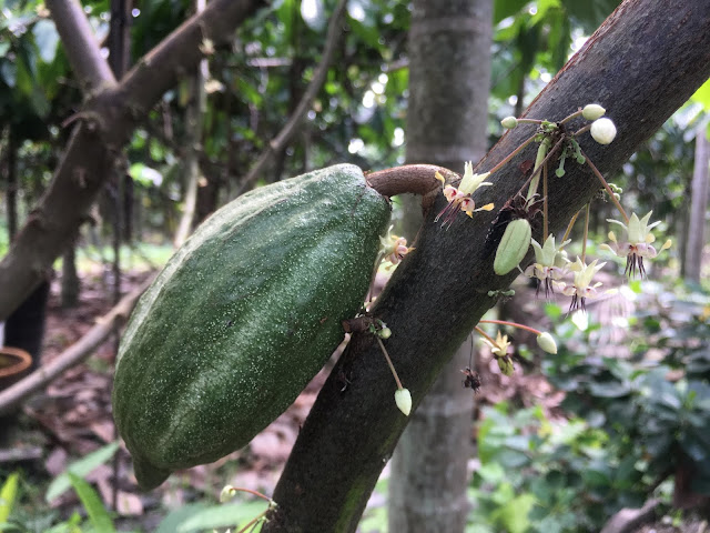 cocoa farm, pingtung, taiwan