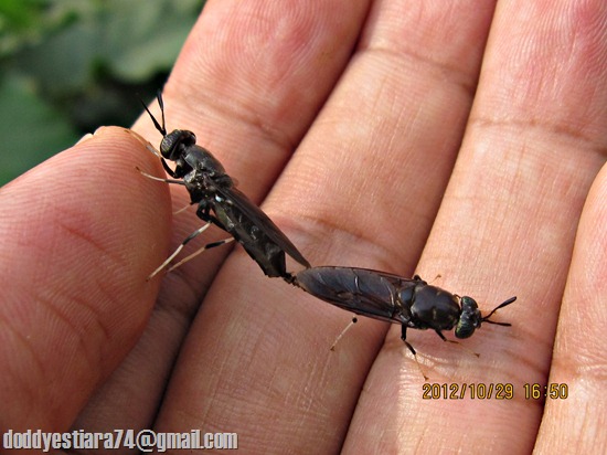 Lalat Tentara Hermetia illucens Kawin di tangan