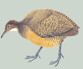 tinamu cabeza gris Nothocercus julius