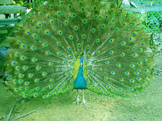 Peacock Wallpapers