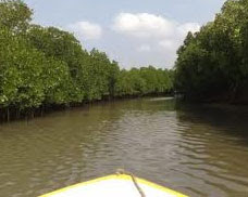 pitchavaram lake