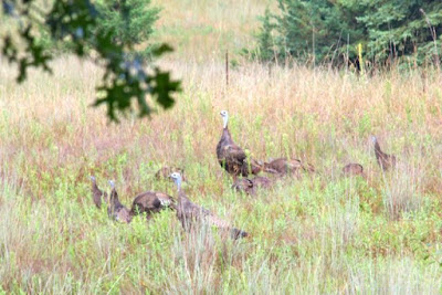 turkey hens and poults - 2014