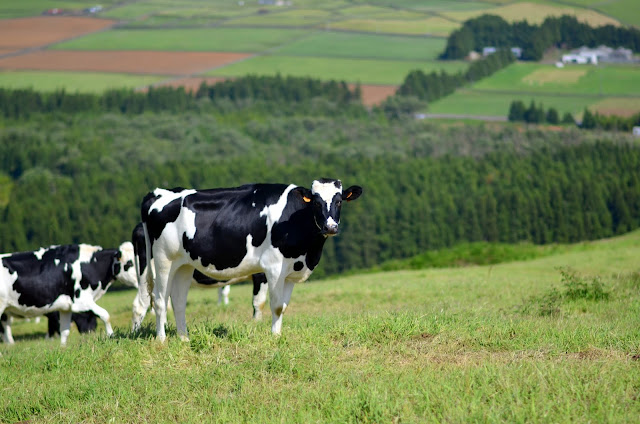  azores portugal terceira