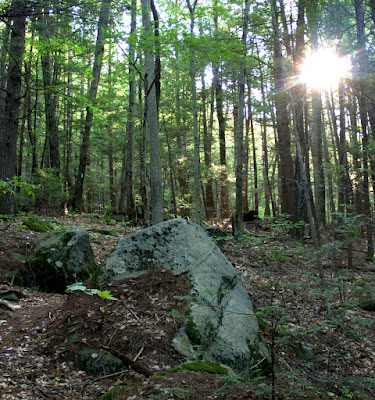 Sunbeam through the trees along the New England Trail