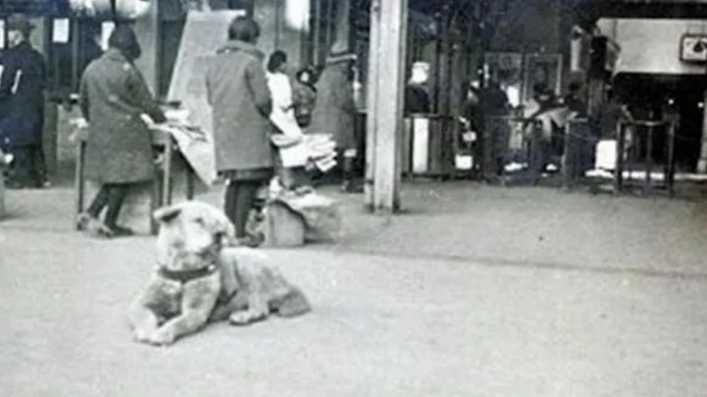 Sejarah Hachiko, Anjing yang Setia