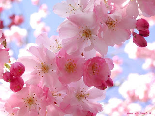rama-cubierta-de-flores-de-color-rosa