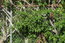 Phytolacca americana - Pokeweed