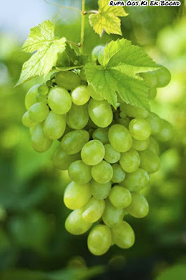 Ayurveda : The Synthesis of Yoga and Natural Remedies - 94 - अंगूर (Angoor) ~ Grapes